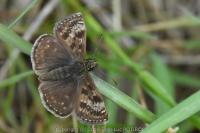 Erynnis tages