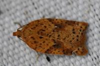 Acleris
