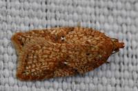 Acleris