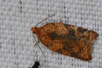 Acleris