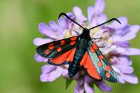 Zygaena transalpina
