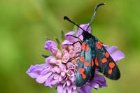 Zygaena transalpina