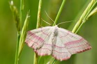 Rhodostrophia vibicaria