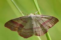 Rhodostrophia vibicaria