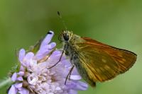 Ochlodes sylvanus