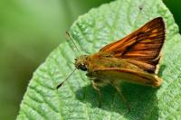 Ochlodes sylvanus