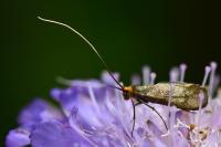 Nemophora metallica