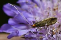Nemophora metallica
