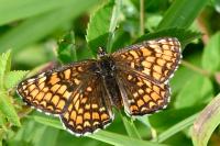 Melitaea athalia