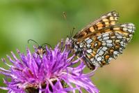 Melitaea athalia