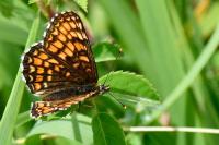 Melitaea athalia