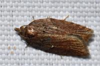 Acleris hastiana