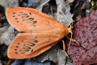 Miltochrista miniata