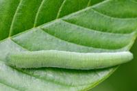 Gonepteryx rhamni