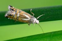 Glyphipterix thrasonella