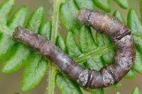 Ennomos quercinaria