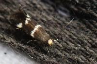 Elachista luticomella