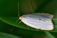 Cybosia mesomella