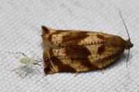 Archips crataegana