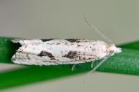 Bactra