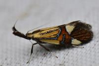 Alabonia geoffrella