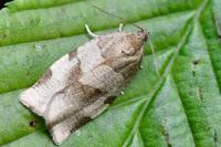 Choristoneura hebenstreitella
