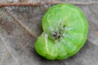 Phlogophora meticulosa
