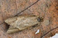 Diurnea lipsiella