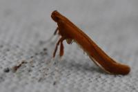 Caloptilia