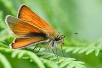 Thymelicus sylvestris