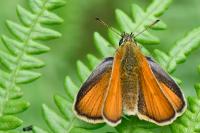 Thymelicus sylvestris