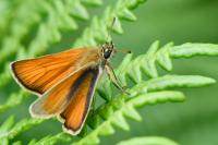 Thymelicus sylvestris