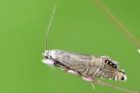 Glyphipterix thrasonella