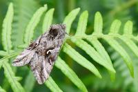 Autographa gamma