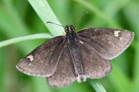 Heteropterus morpheus