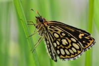 Heteropterus morpheus