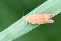 Lathronympha strigana