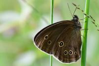 Aphantopus hyperantus