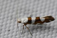 Argyresthia brockeella