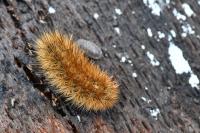 Arctia villica