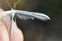 Emmelina monodactyla