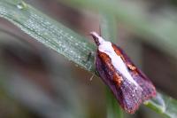 Acleris cristana
