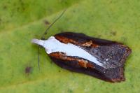Acleris cristana