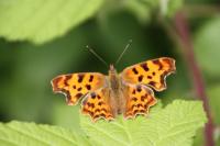 Polygonia c-album