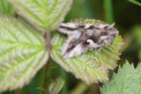Autographa gamma