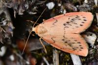 Miltochrista miniata