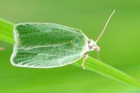 Tortrix viridana