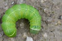 Orthosia cerasi