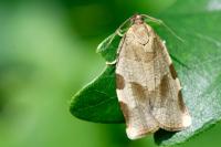 Choristoneura hebenstreitella