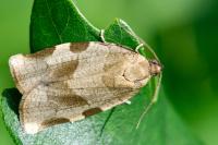 Choristoneura hebenstreitella